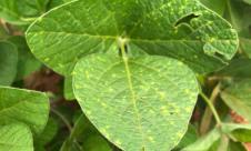 Mana soiei Mana soiei